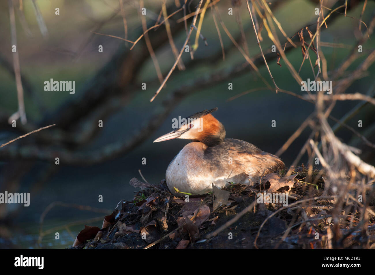 Grèbe huppé (Podiceps cristatus), Regents Park, Londres, Royaume-Uni Banque D'Images