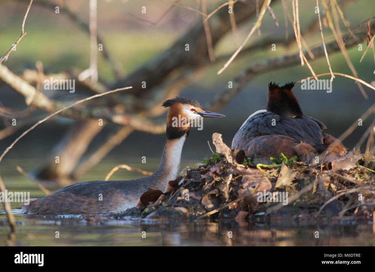 Paire de reproduction grand grèbes huppés (Podiceps cristatus), au nid flottant, Regents Park, Londres, Royaume-Uni Banque D'Images