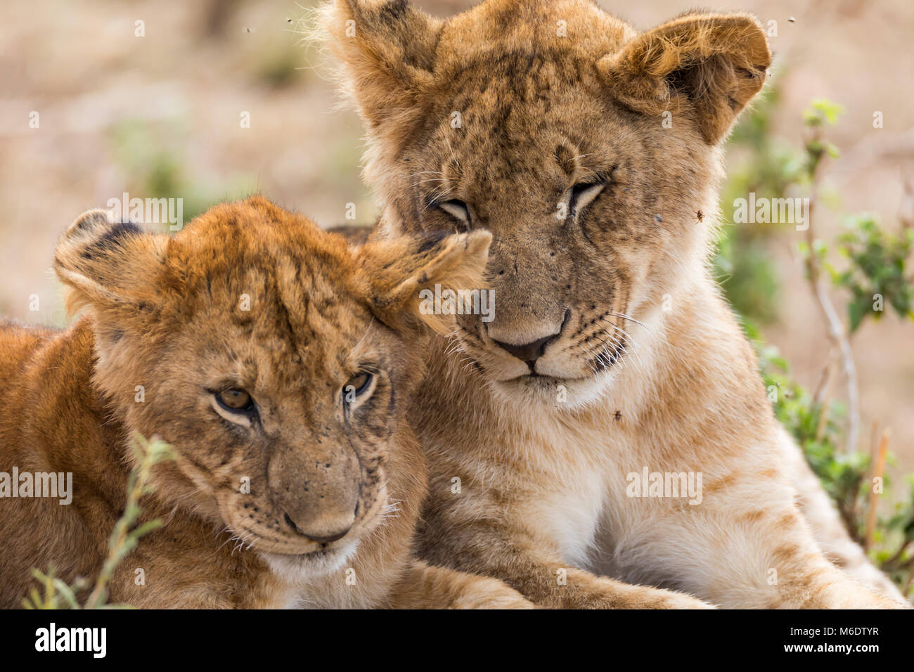 Jeune lion mignon sibiling d'oursons, frère sœur amour, stupide et muet regard amusé, face close up, head shot portrait , octobre 2017, Masai Mara, Kenya, Banque D'Images