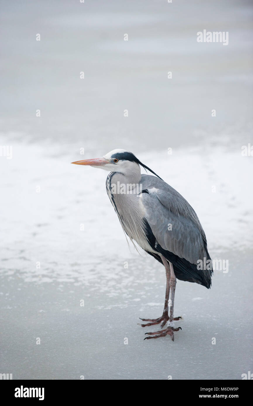 Héron cendré Ardea cinerea),(, debout sur lac gelé, Regents Park, Londres, Royaume-Uni Banque D'Images