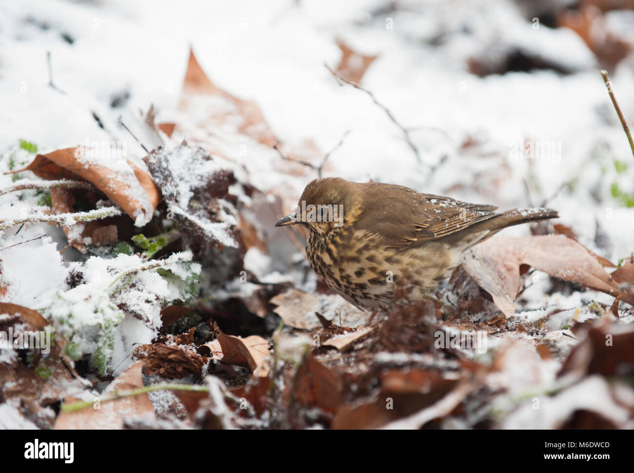 Song Thrush,Turdus philomelos, au sol à la recherche d'insectes dans la neige hivernale, Regent's Park, Londres, Royaume-Uni Banque D'Images