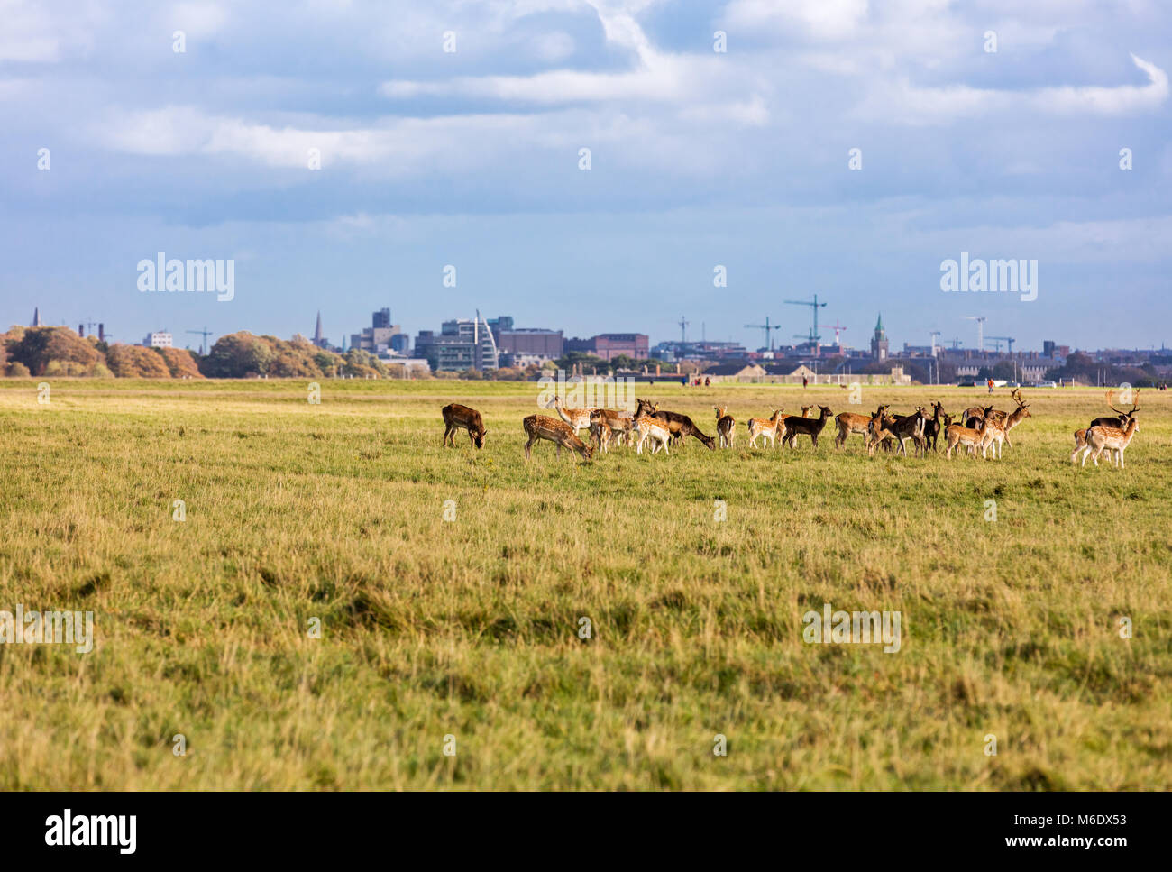 Faune sauvage, irlandais un troupeau de cerfs sauvages qui errent et paît dans Phoenix Park, Dublin, Irlande Banque D'Images