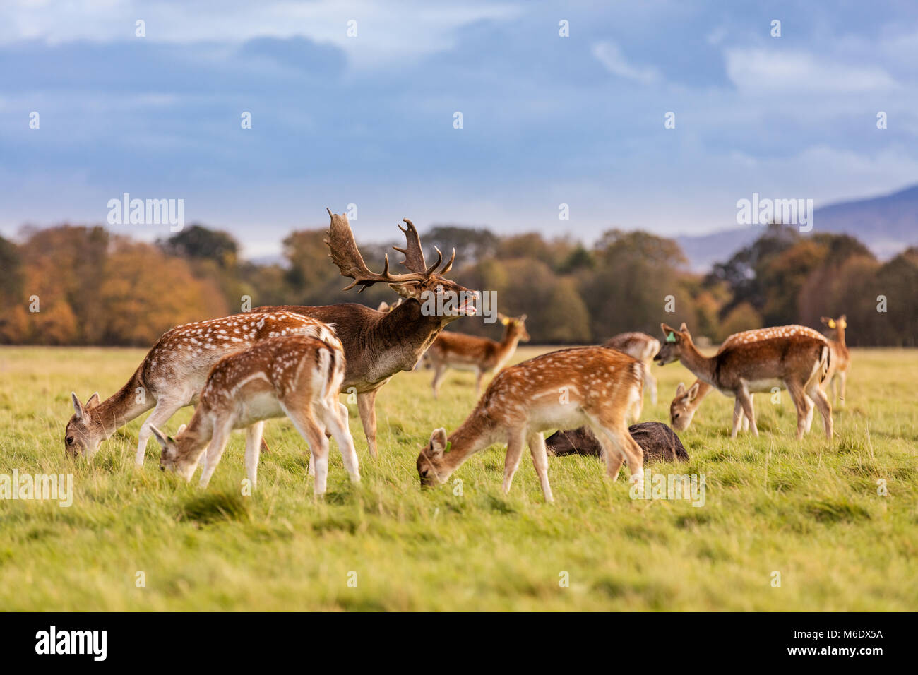 Faune sauvage, irlandais un troupeau de cerfs sauvages qui errent et paît dans Phoenix Park, Dublin, Irlande Banque D'Images