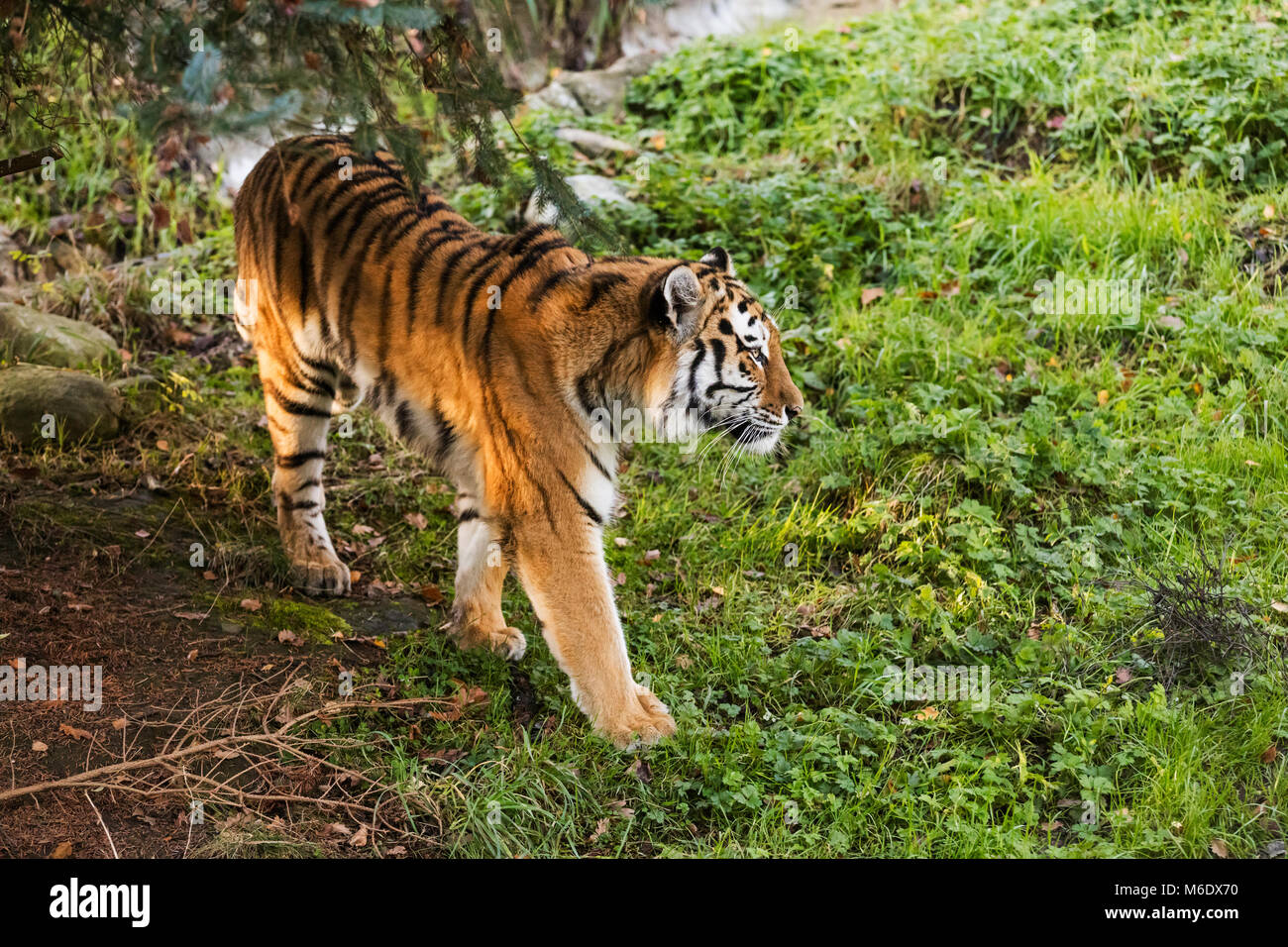 Un adulte tiger walking dans une forêt verte Banque D'Images