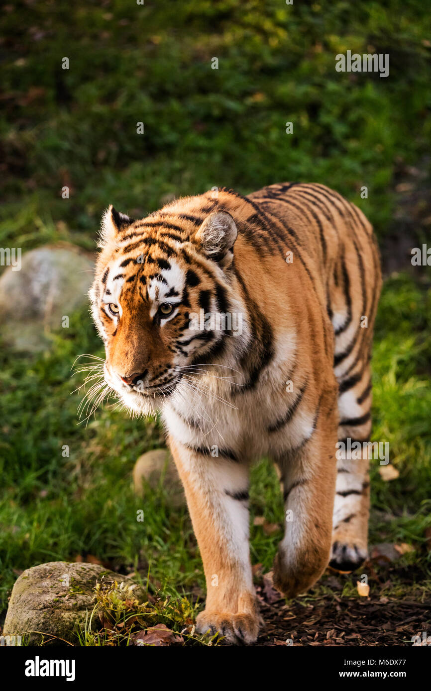 Un adulte tiger walking dans une forêt verte Banque D'Images