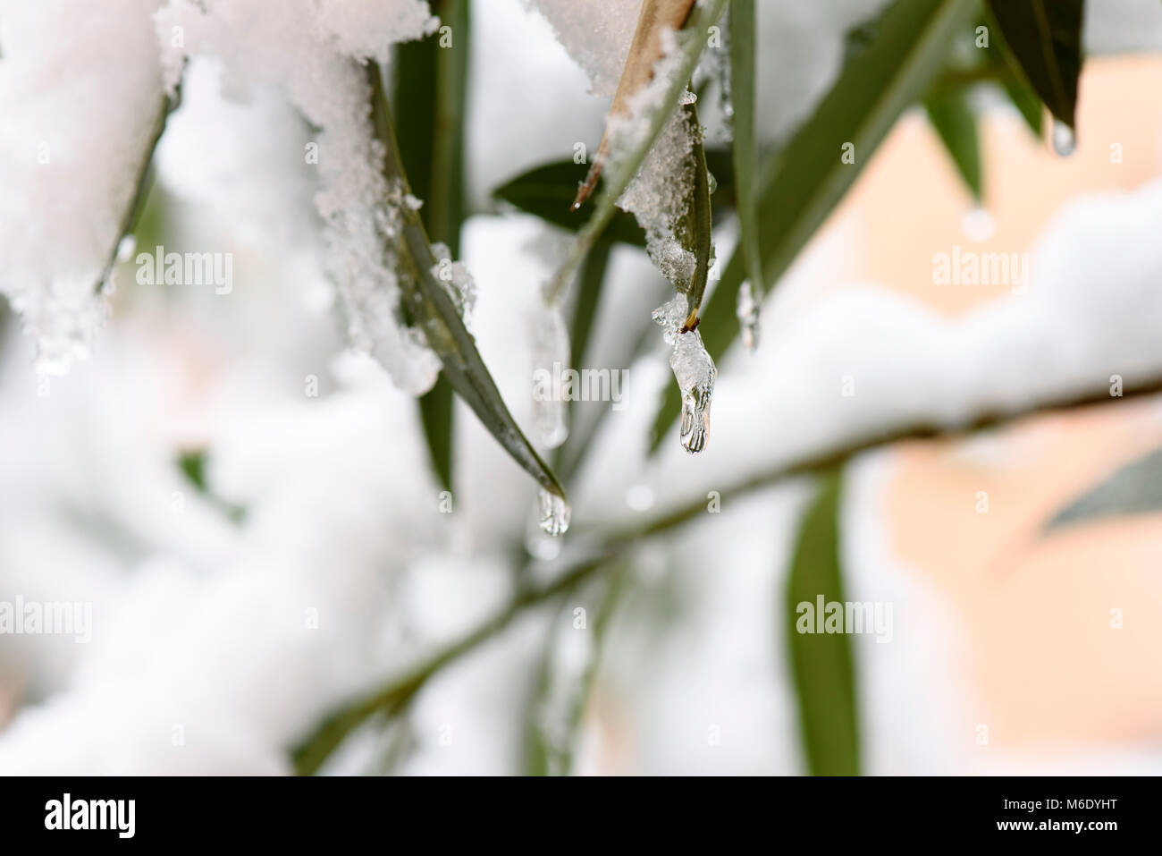 Le givre et la neige sur les feuilles dans une journée d'hiver Banque D'Images