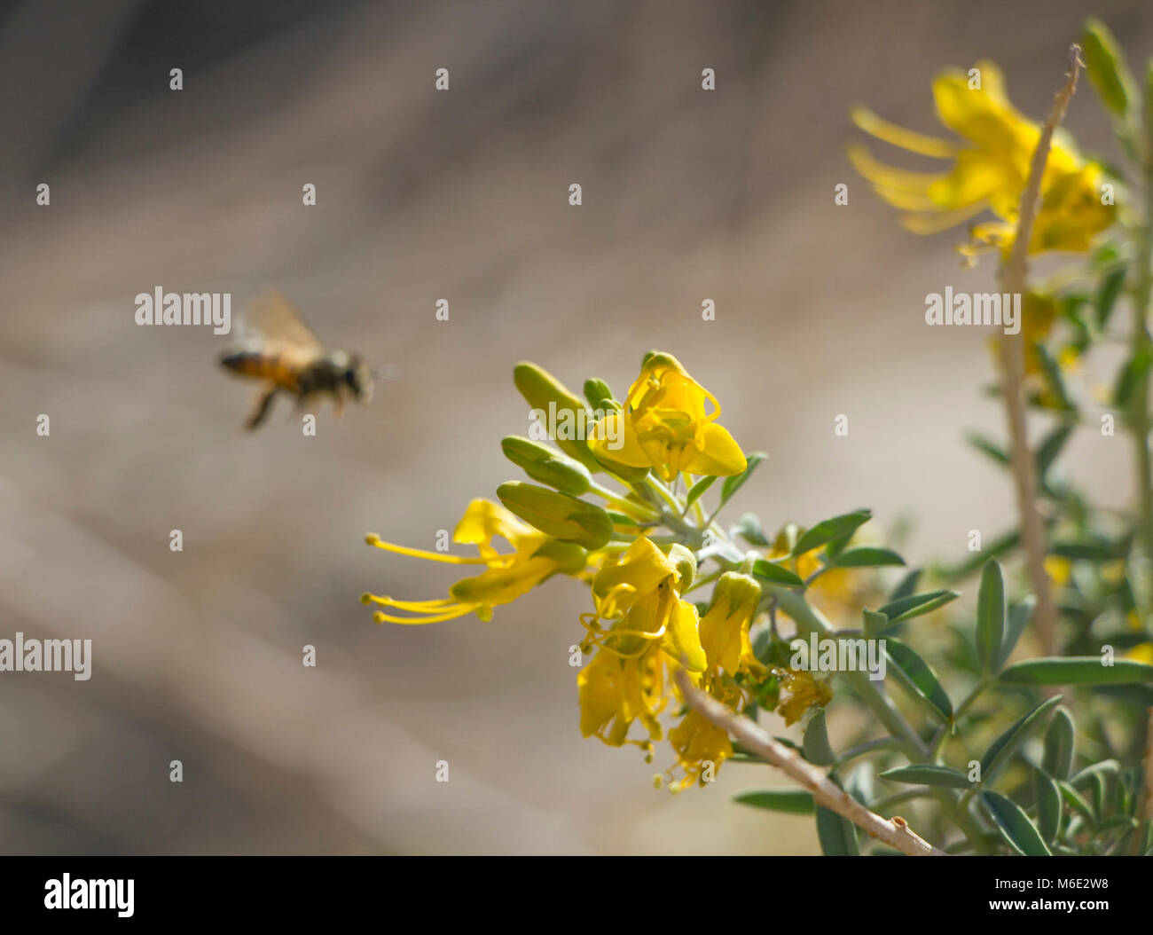 Peritoma brûlante (arborea) avec une abeille domestique au Canyon de Rattlesnake, Février, 2015. Banque D'Images