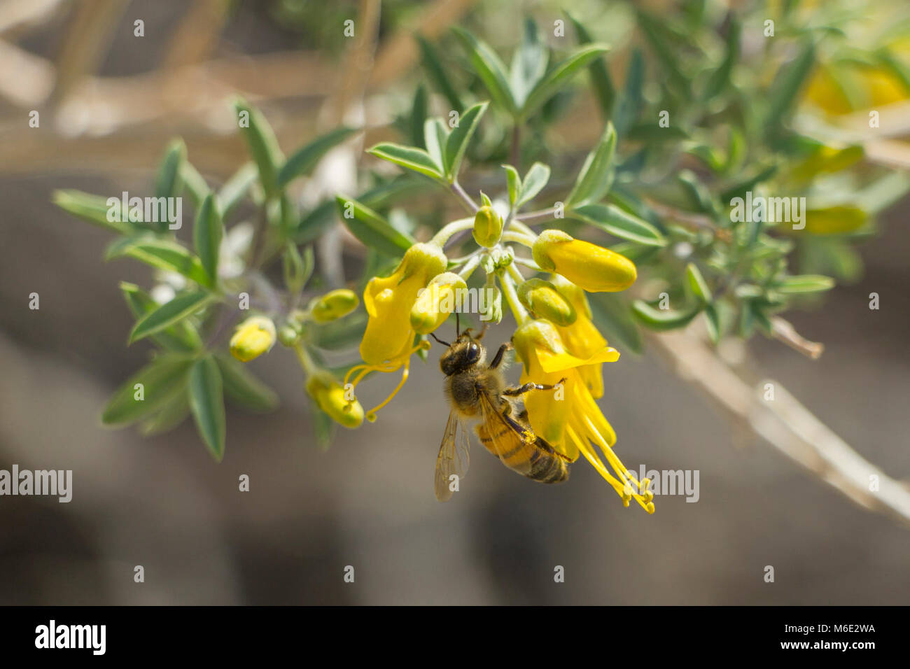 Peritoma brûlante (arborea) avec une abeille domestique au Canyon de Rattlesnake ; février 2015. Banque D'Images
