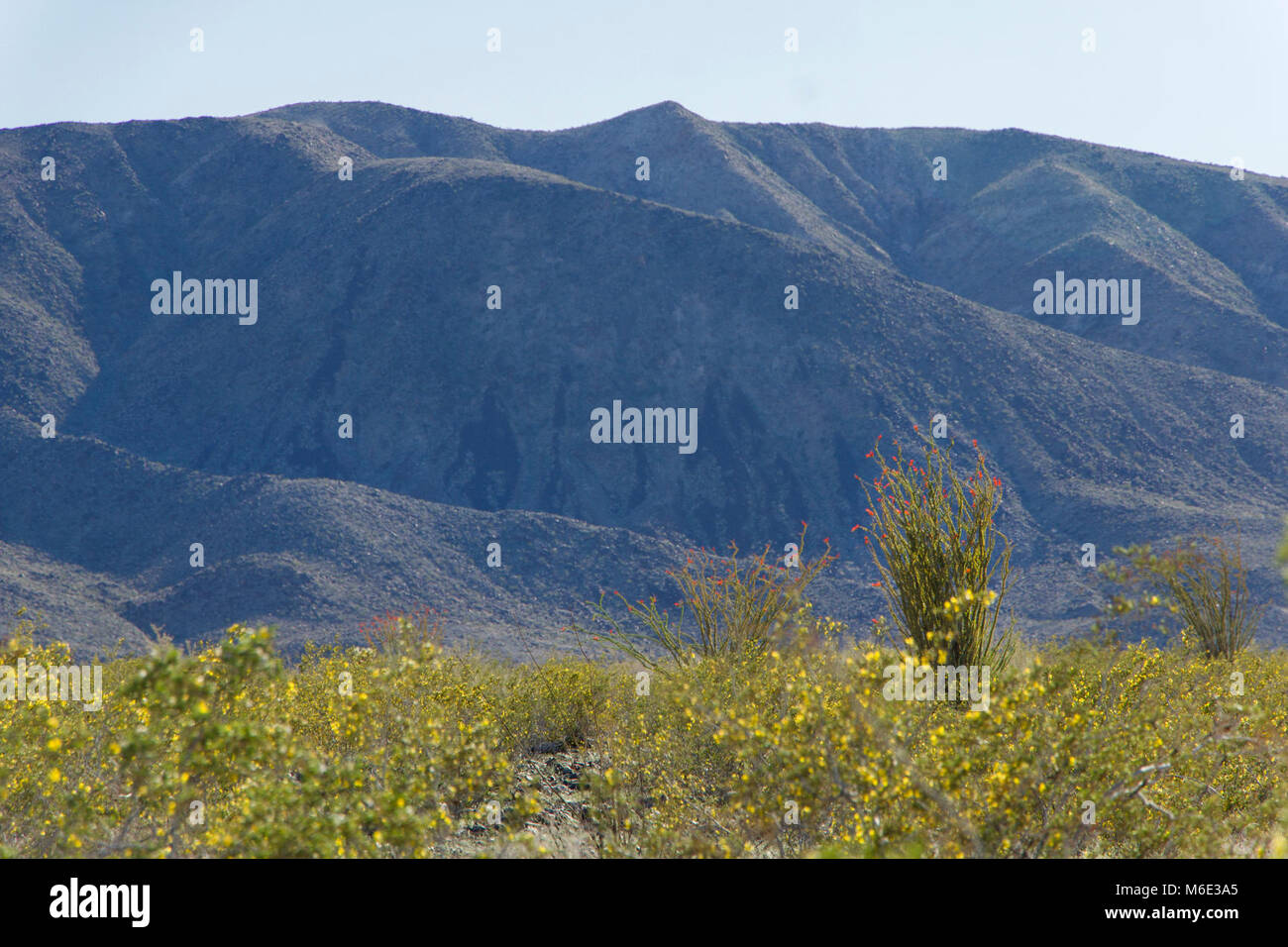 La créosote et la société en fleurs ; la Patch. Banque D'Images