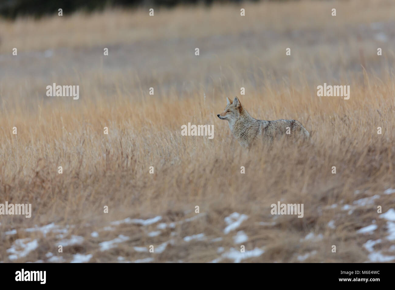 Une famille Coyote sauvage la chasse dans la longue herbe après le coucher du soleil Banque D'Images
