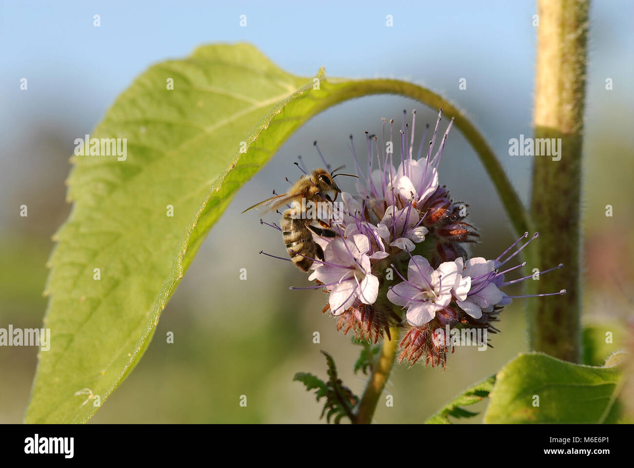 Phacélie abeille 2 Banque D'Images