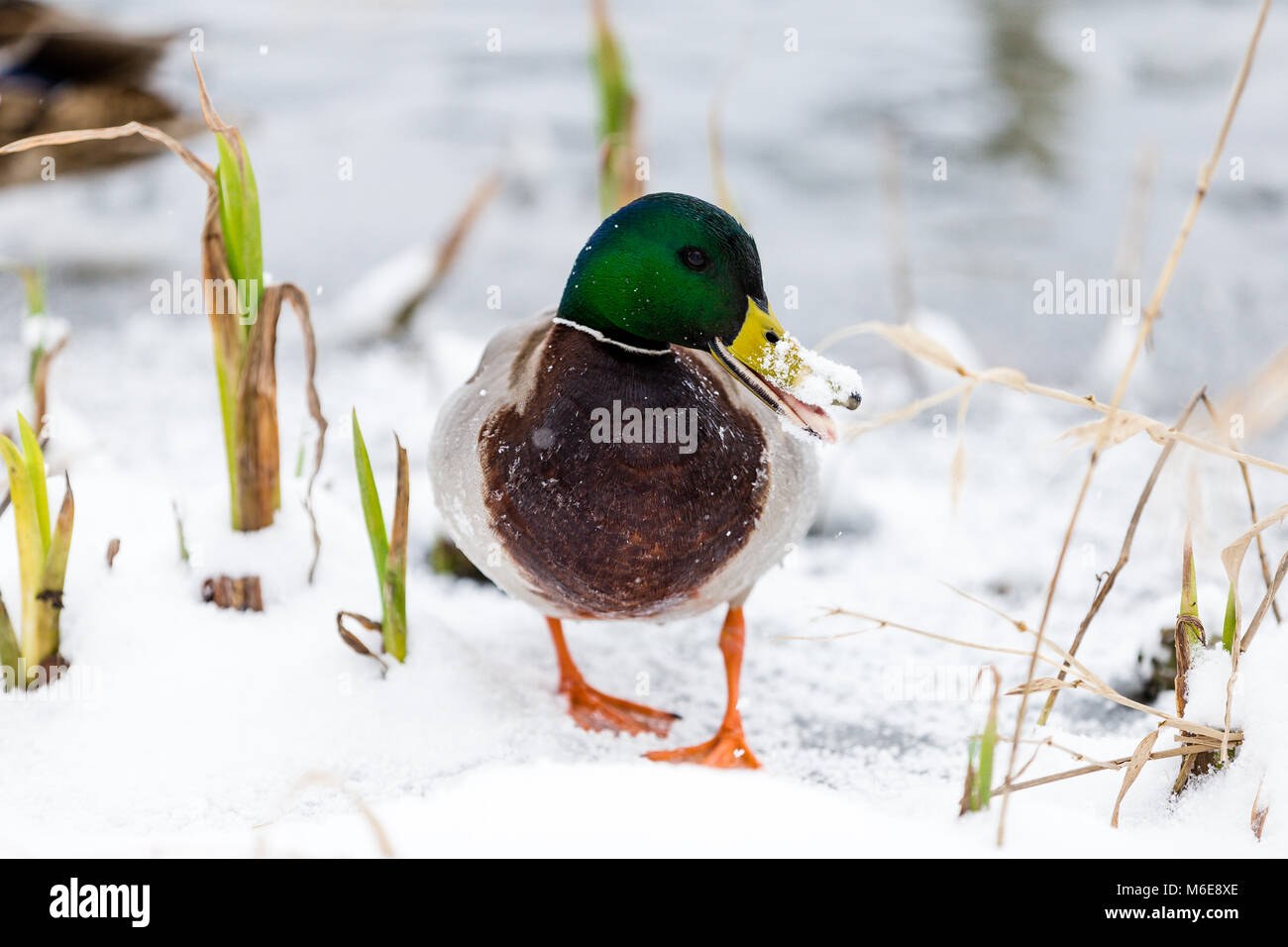 Drake mâle canard colvert (Anas platyrhynchos) marcher dans la neige autour du lac à Castletown House et parc, Meknès, comté de Kildare, Irlande Banque D'Images