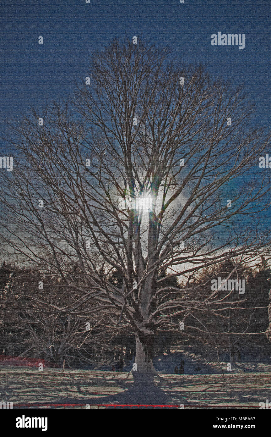 Soleil se levait sur ce matin d'hiver et a montré l'arbre de se forme. Banque D'Images