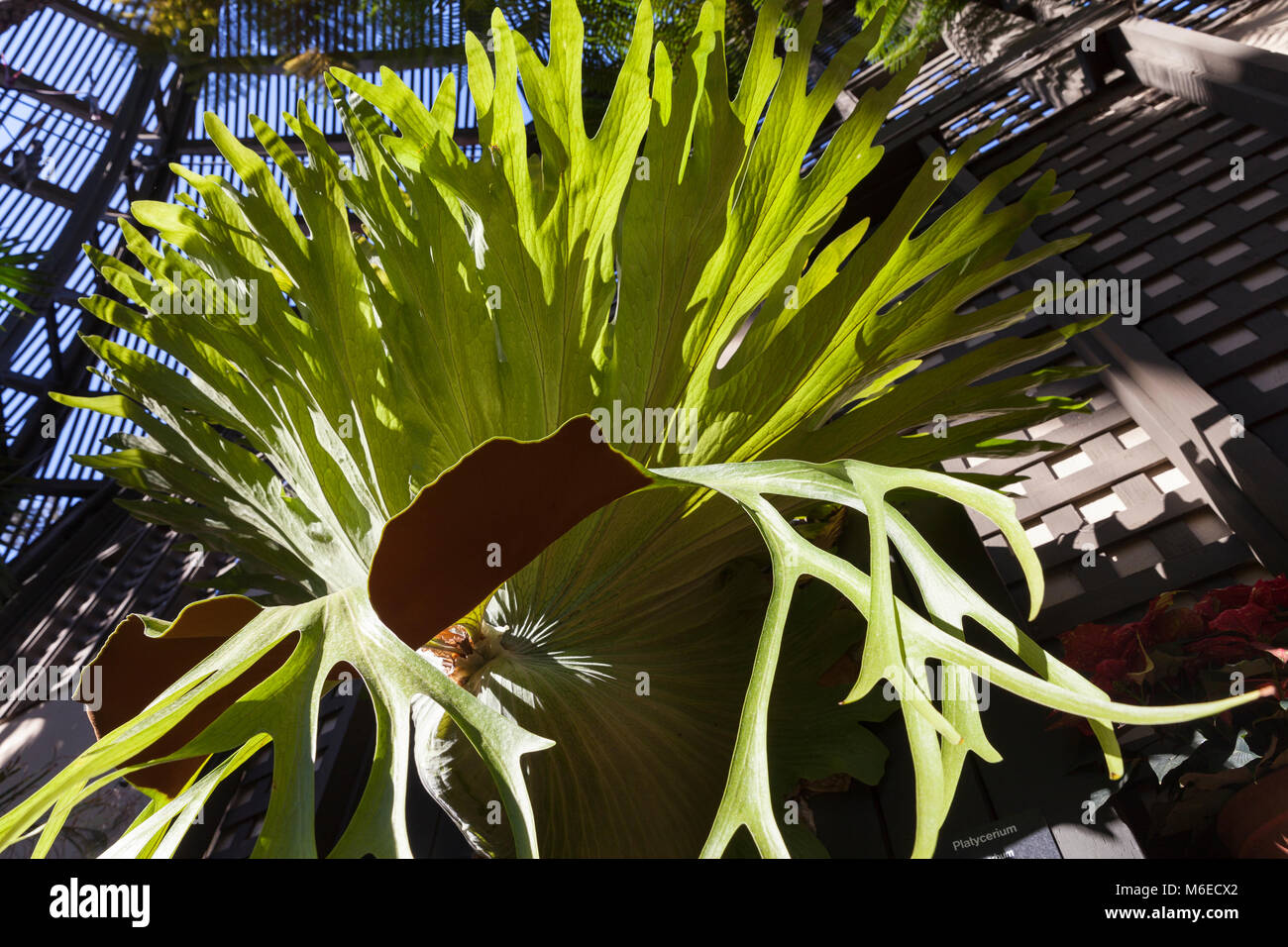 San Diego, Californie : staghorn fern monumentale dans le jardin botanique au Balboa Park. Banque D'Images