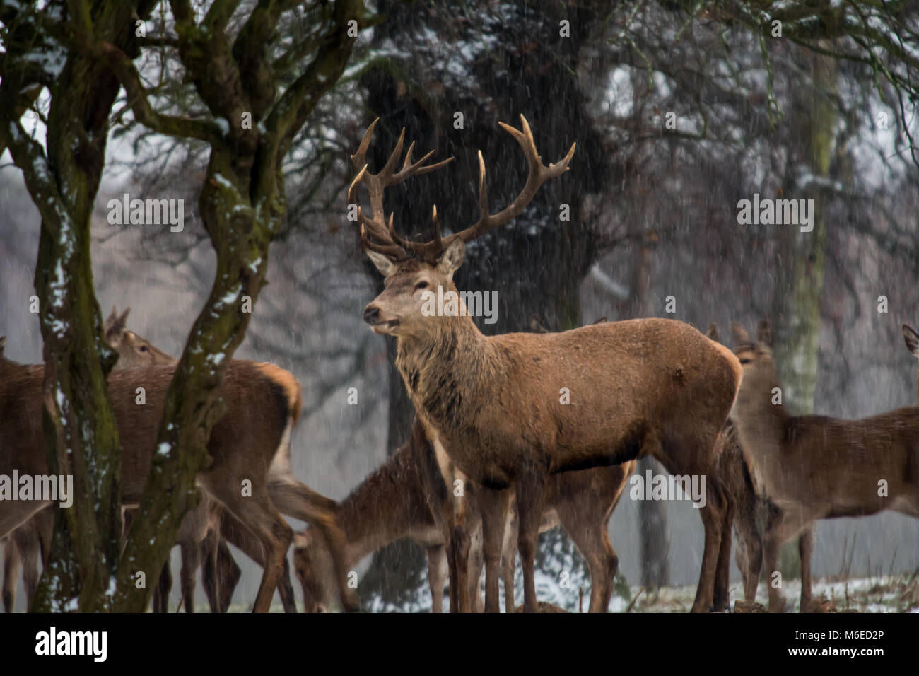 Cerf et chevreuils dans la neige Banque D'Images