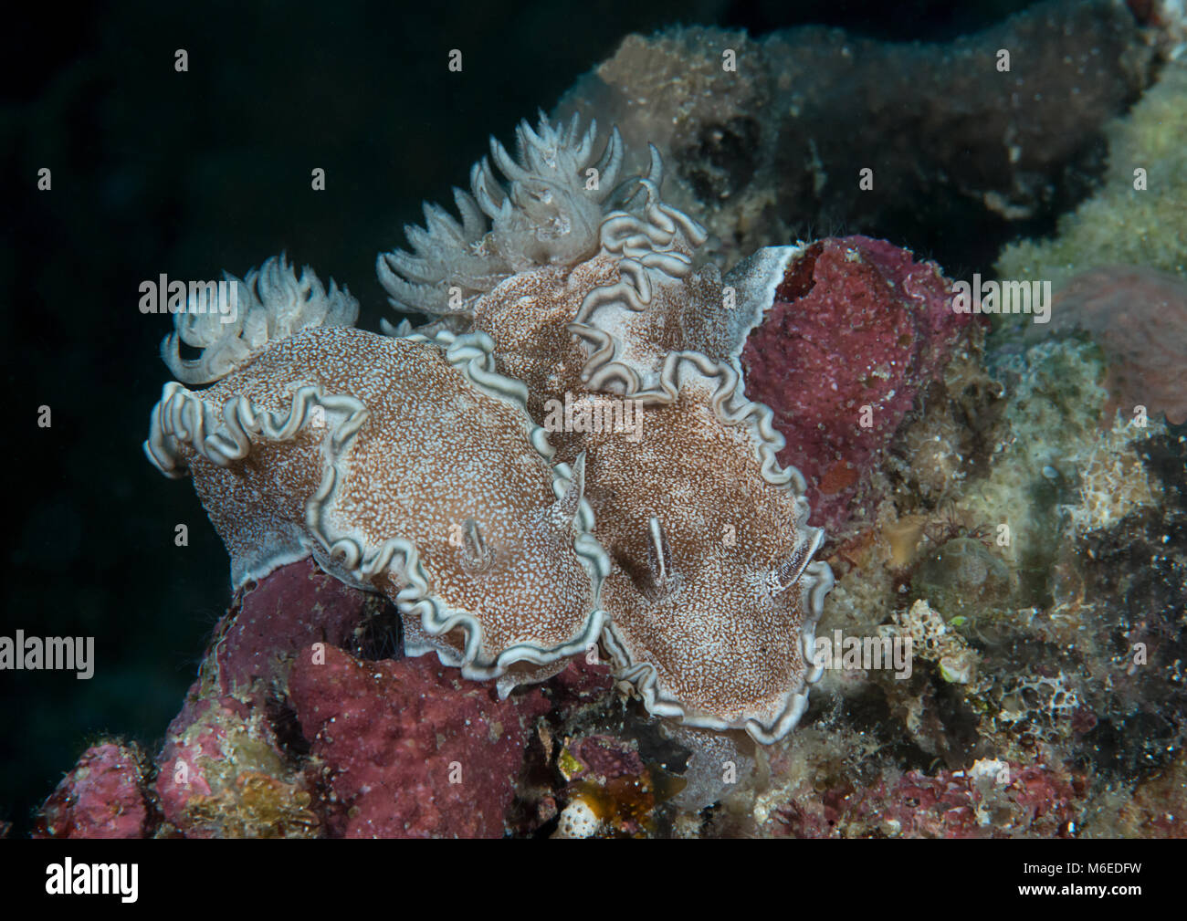 Deux Glossodoris hikuerensis glossodoris nudibranches ( ) de ramper sur les récifs coralliens de Bali, Indonésie Banque D'Images