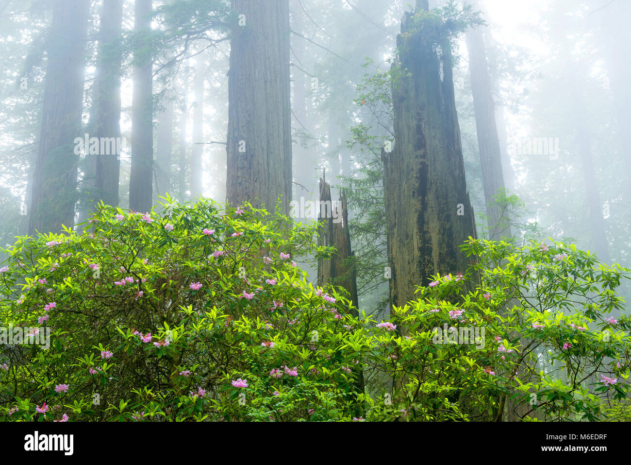 La floraison des rhododendrons, séquoias, brouillard côtier, Damnation Creek, Del Norte Redwoods State Park, Redwood National and State Parks, Californie Banque D'Images