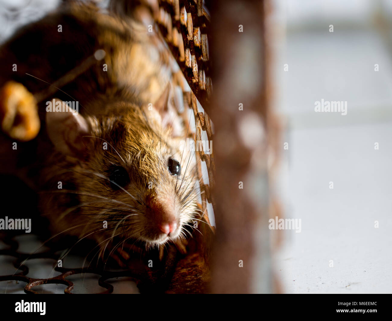 Rat dans une cage d'attraper un rat. le rat a la contagion des maladies aux  humains comme la leptospirose, la peste. Maisons et logements ne devraient  pas avoir des souris. con Photo