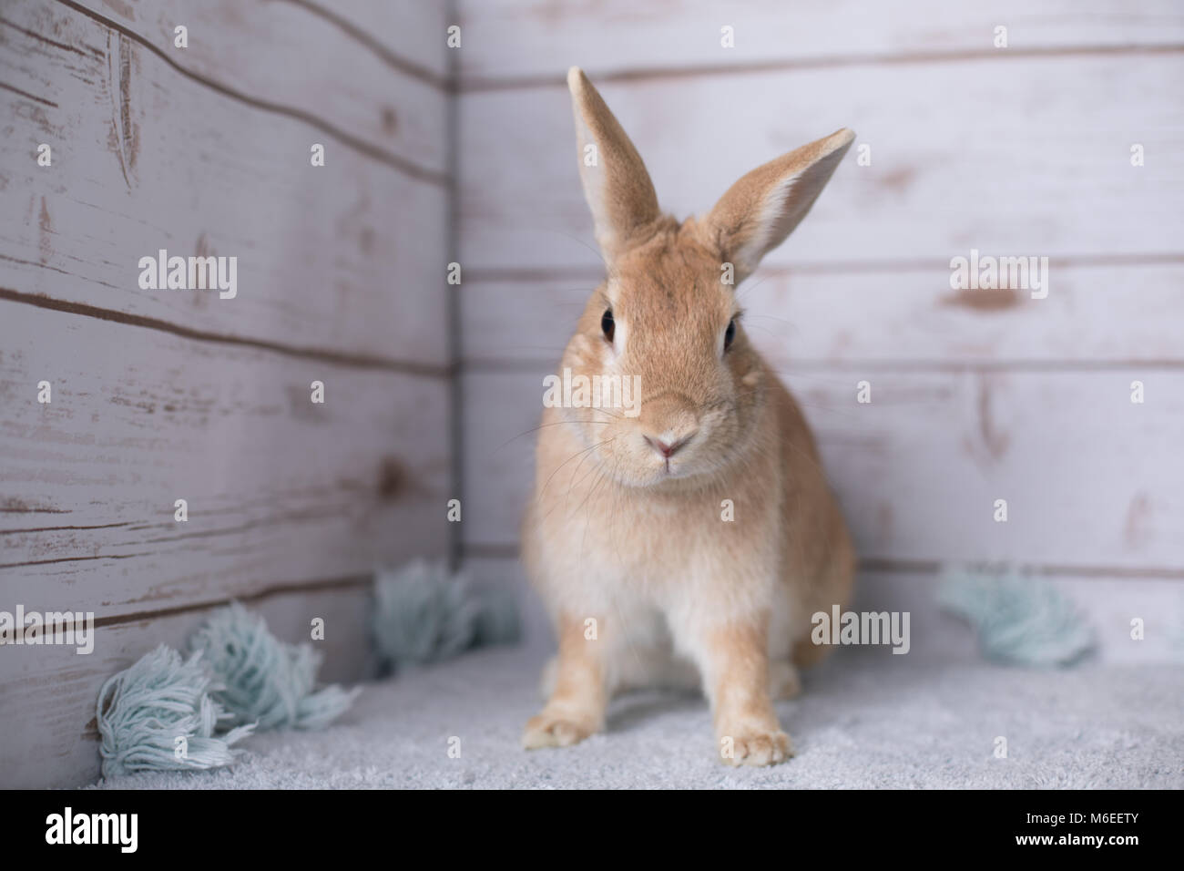 Belle petite bunny sur un tapis à la maison Banque D'Images