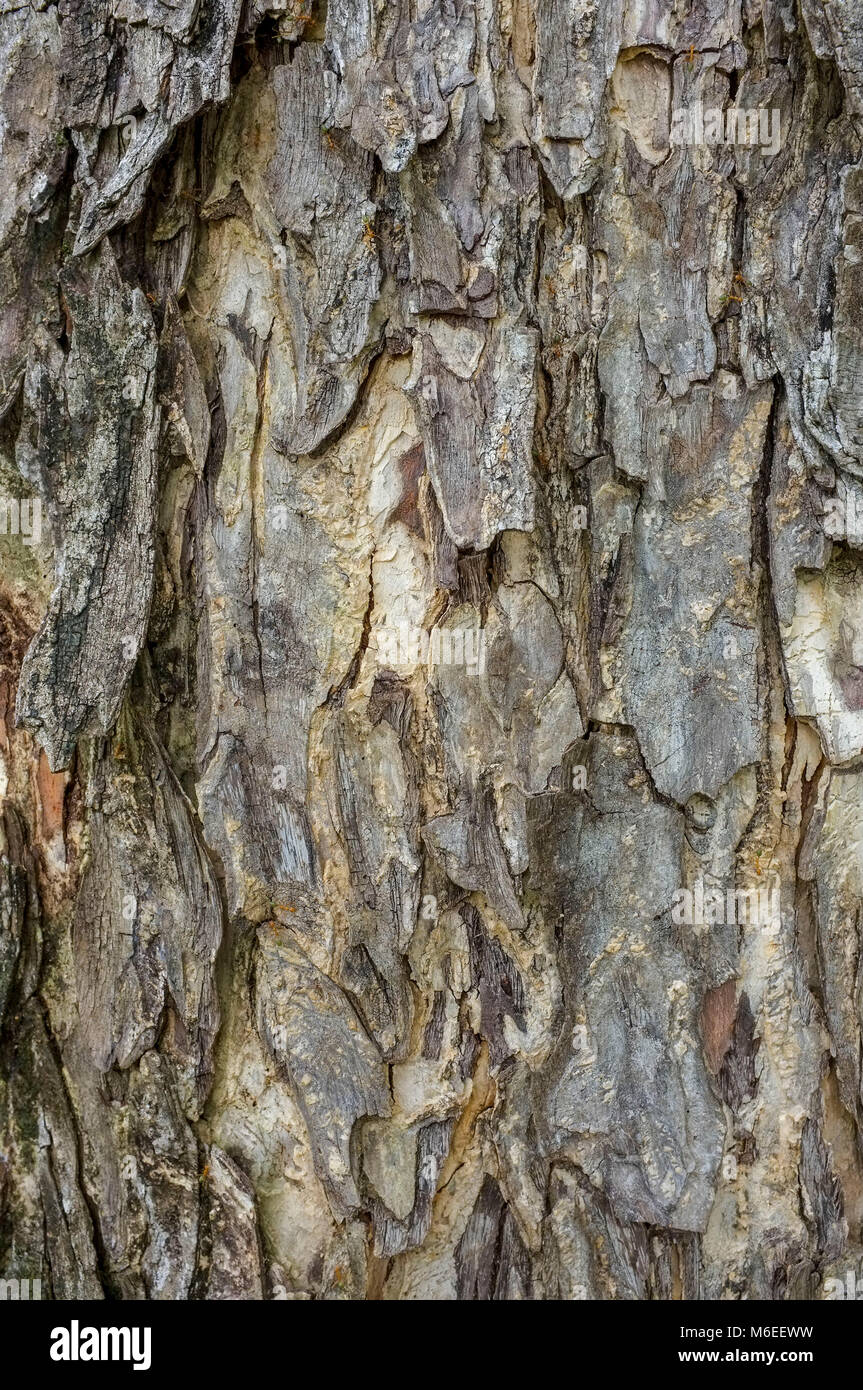 De près de l'écorce sur un tronc d'arbre. Banque D'Images