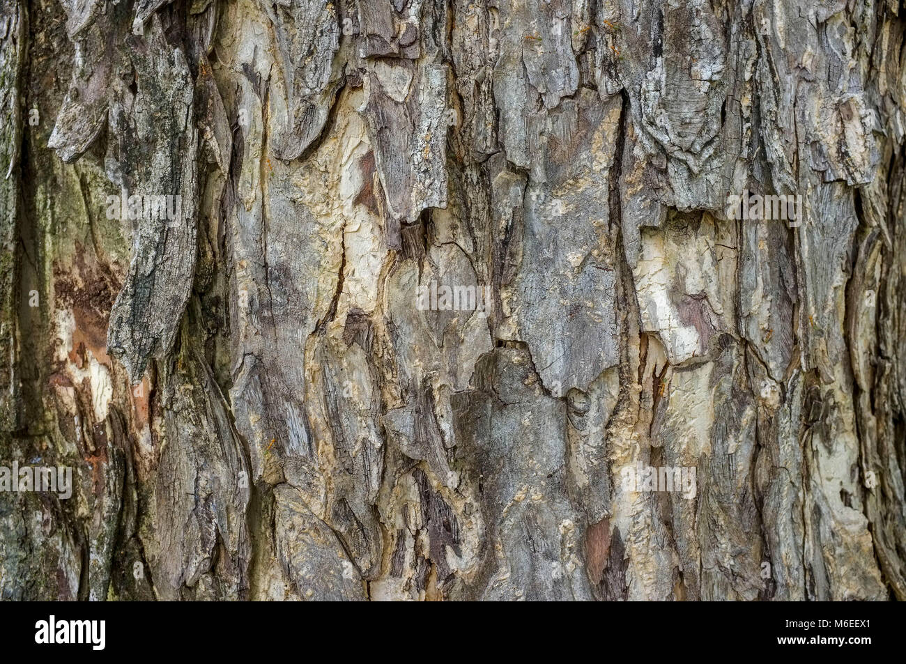 De près de l'écorce sur un tronc d'arbre. Banque D'Images