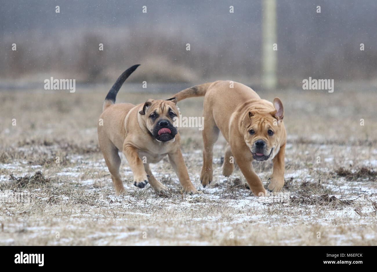 Deux brown trois mois Ca de Bou) Dogue majorquin (chiens chiot mâle jouant à l'extérieur Banque D'Images
