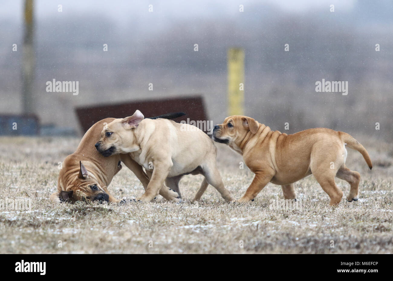 Trois brown trois mois Ca de Bou) Dogue majorquin (chiens chiot mâle jouant à l'extérieur Banque D'Images