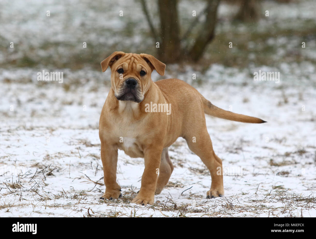 Brown trois mois Ca de Bou) Dogue majorquin (chien chiot mâle jouant à l'extérieur Banque D'Images