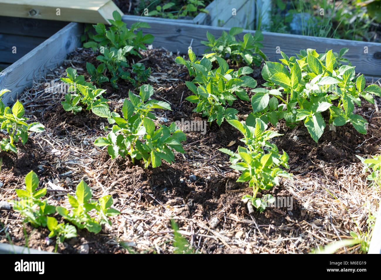 'Timo', pomme de terre (Solanum tuberosum) Potatis Banque D'Images