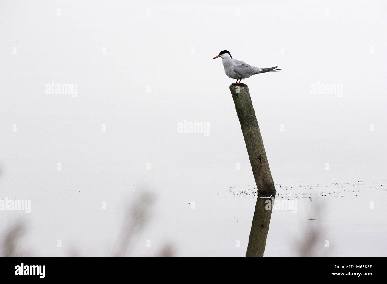 La Sterne pierregarin Sterna hirundo Blashford Lakes Hampshire Wildlife Trust Réserver Hampshire Angleterre Banque D'Images