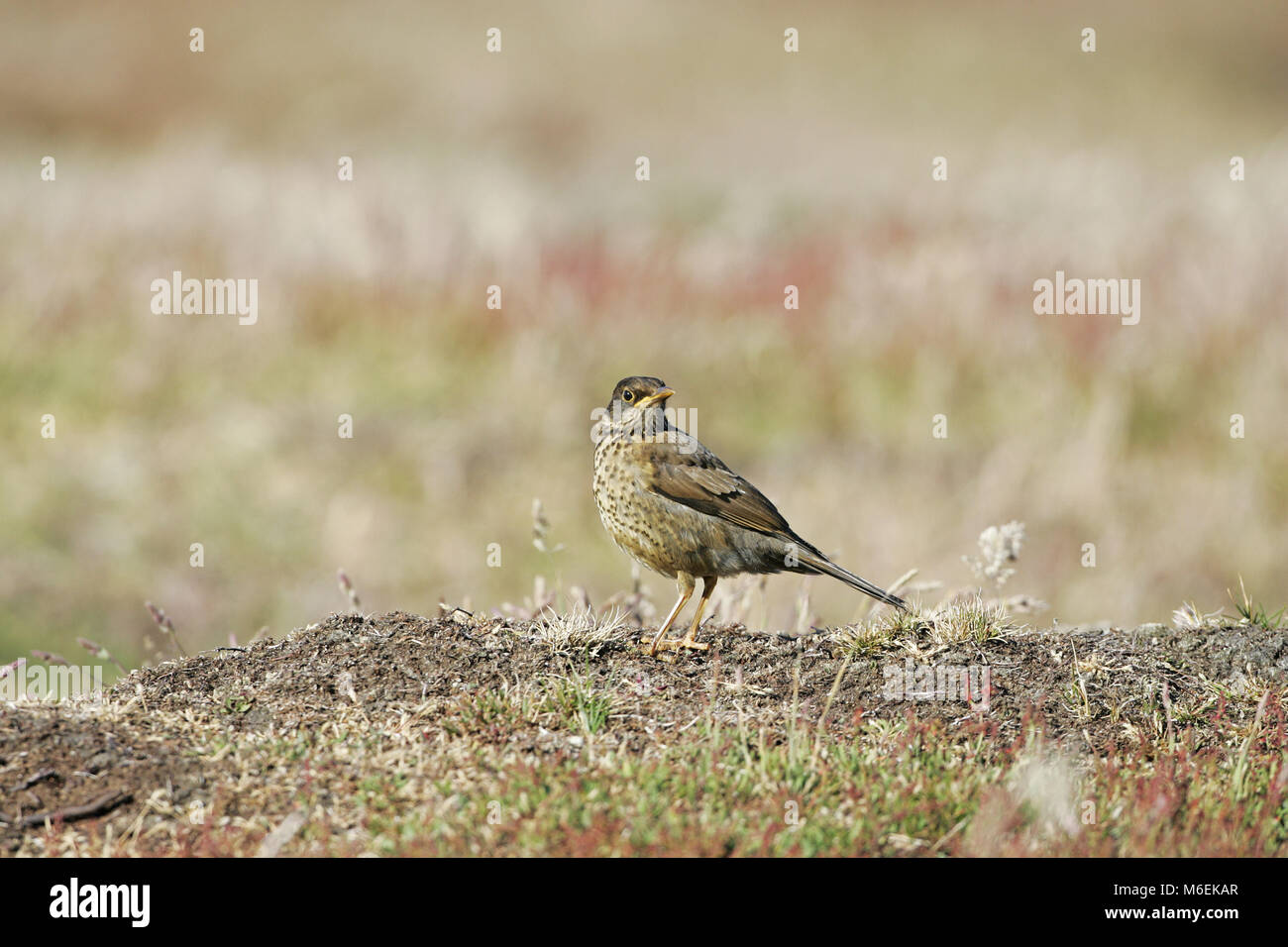 Thrush Turdus falcklandii Austral juvénile falcklandii Iles Falkland Banque D'Images