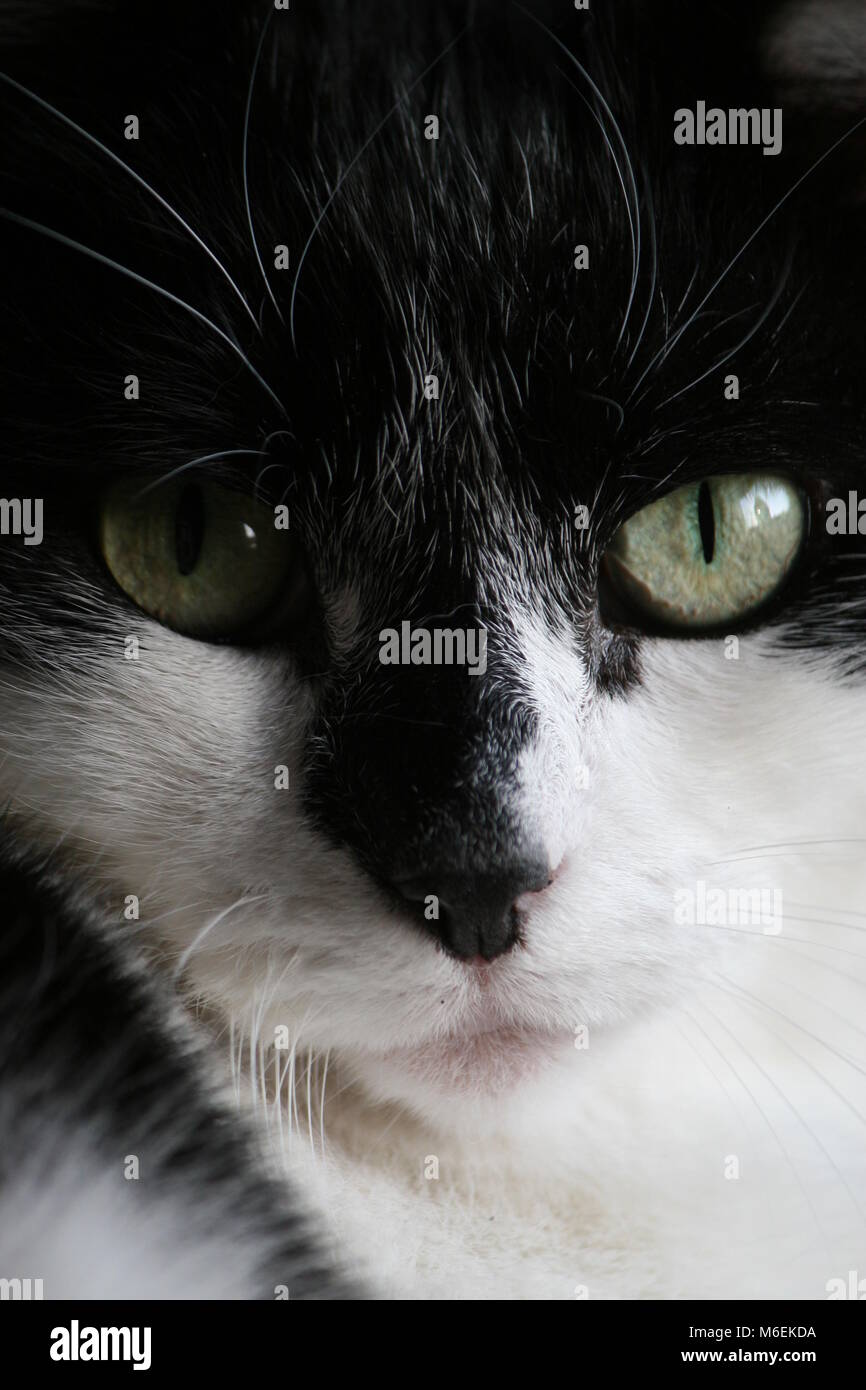 Pupilles Fendues Banque De Photographies Et D Images A Haute Resolution Alamy