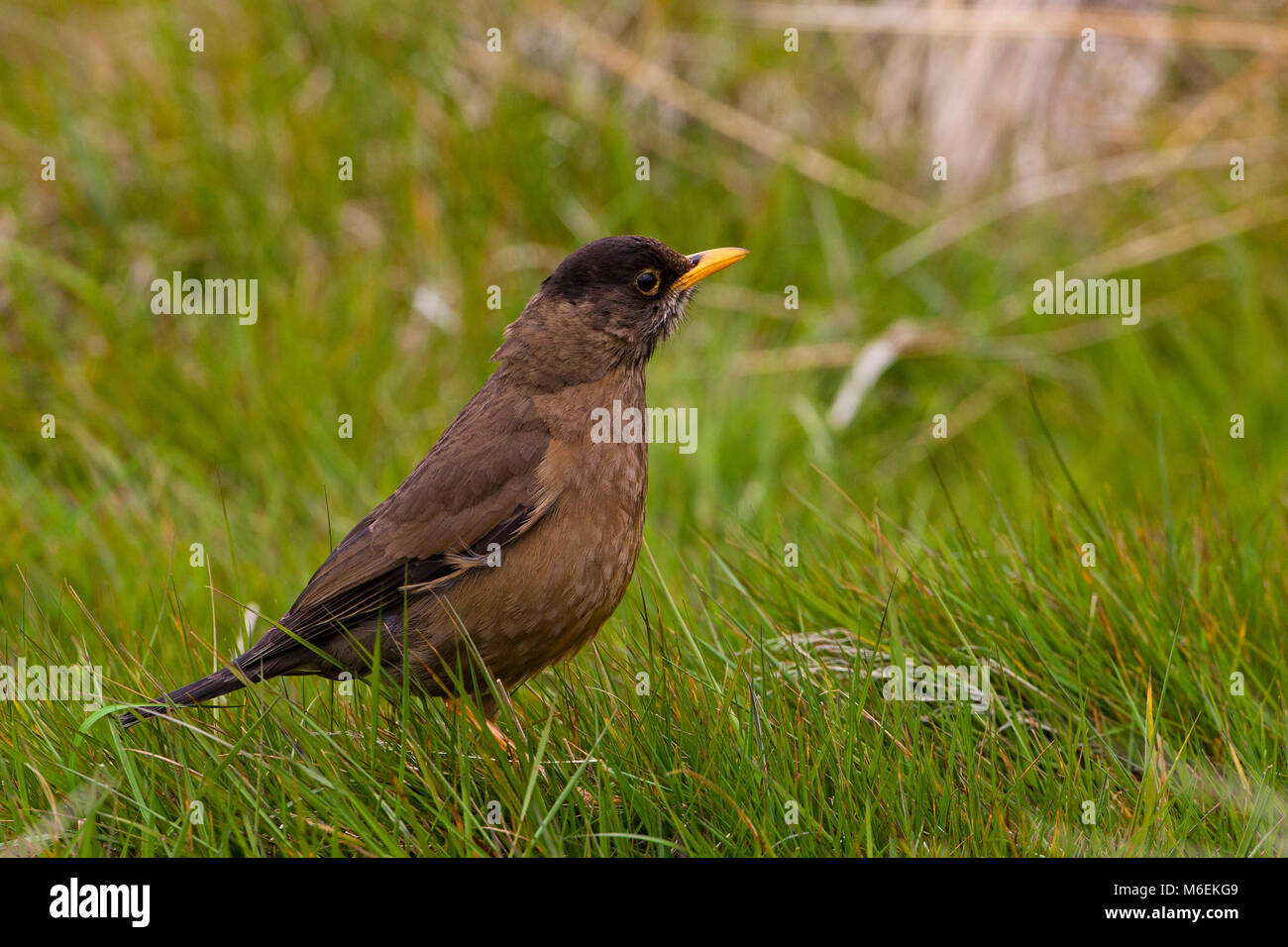 Thrush Turdus falcklandii falcklandii Austral Sea Lion Island Iles Falkland Banque D'Images