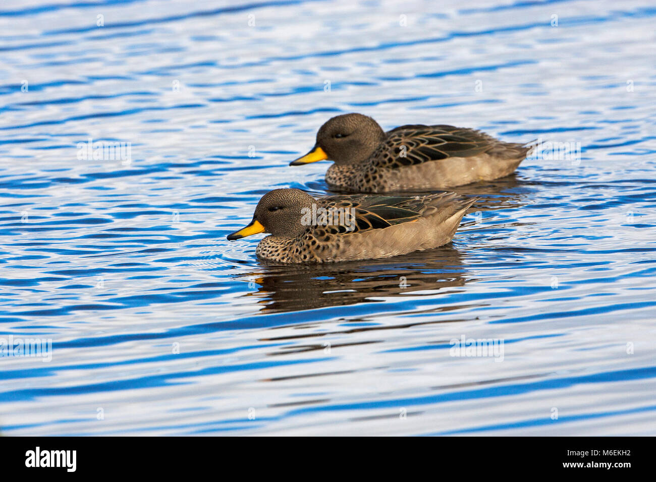 Teal Anas flavirostris mouchetée swimming in pool plus sombres des îles Falkland Island Banque D'Images