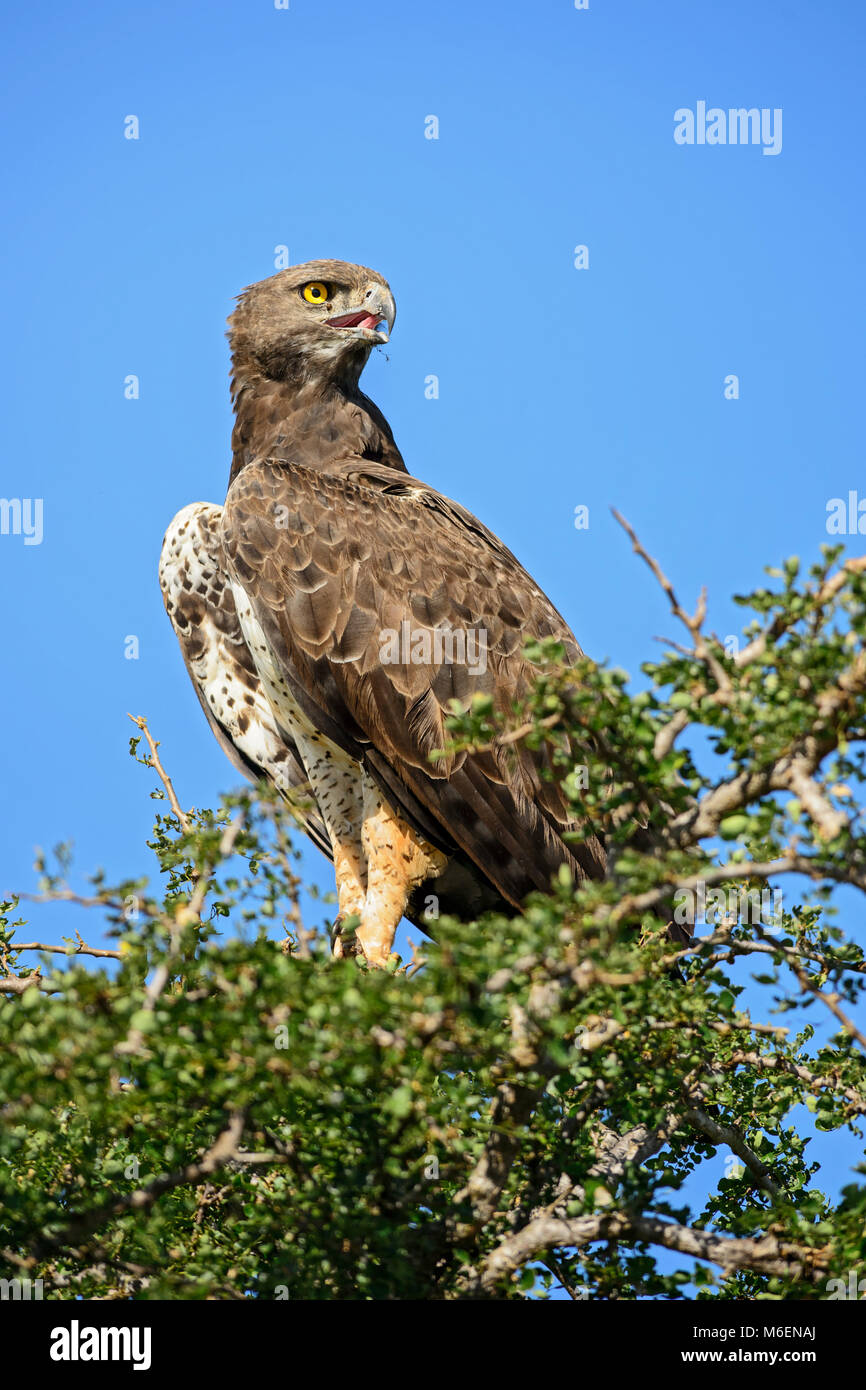 Aigle Martial Polemaetus bellicosus -, grand aigle coloré du Kenya, Taita Hills réserver. Banque D'Images