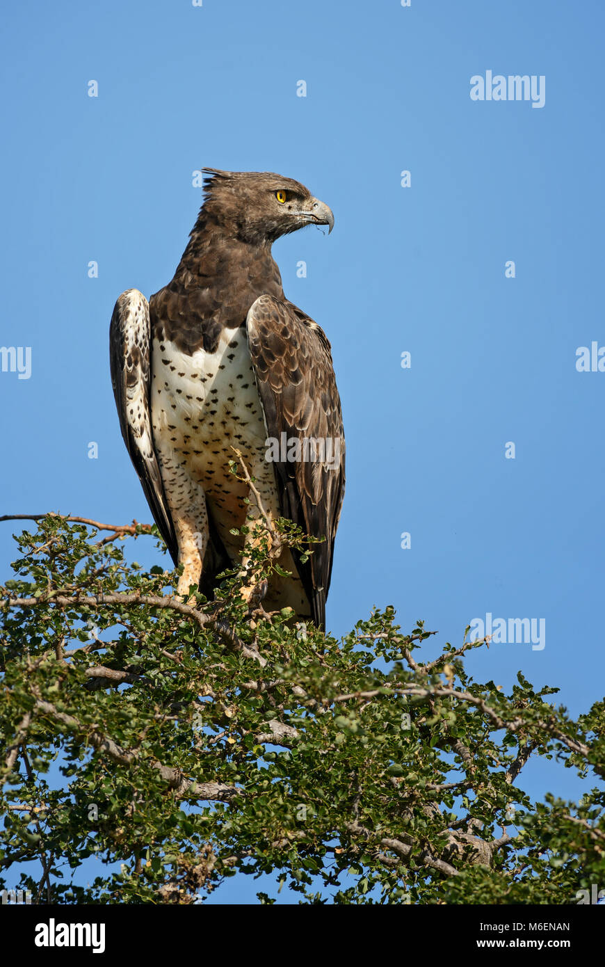 Aigle Martial Polemaetus bellicosus -, grand aigle coloré du Kenya, Taita Hills réserver. Banque D'Images