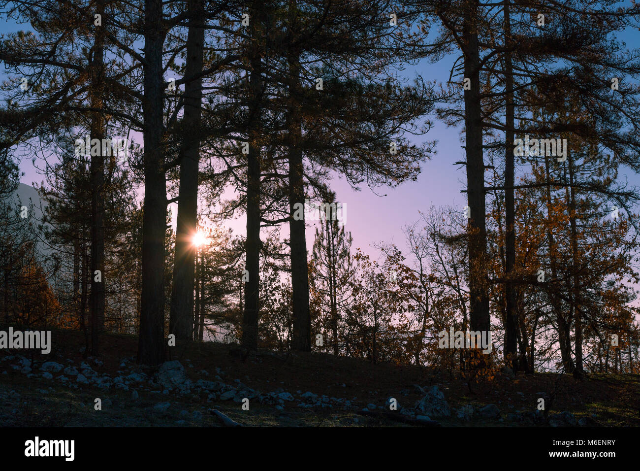 Lever du soleil sur la forêt de pins Banque D'Images