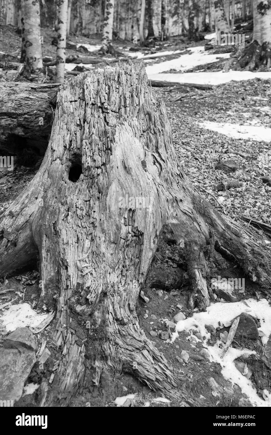 Vieux arbre tombé dans la forêt. Parc national d'Ordesa, Espagne. La photographie noir et blanc Banque D'Images