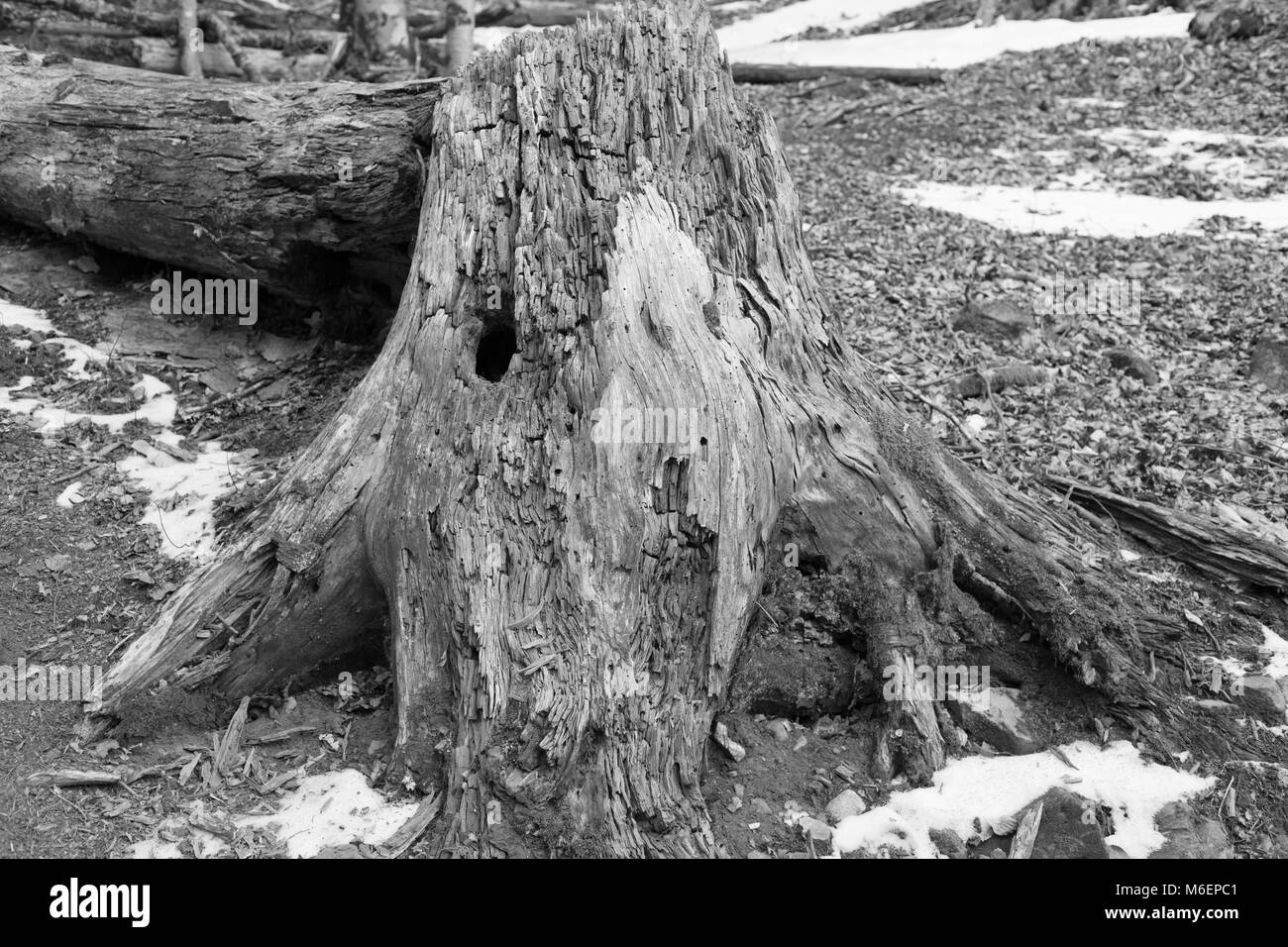 Vieux arbre tombé dans la forêt. Parc national d'Ordesa, Espagne. La photographie noir et blanc Banque D'Images