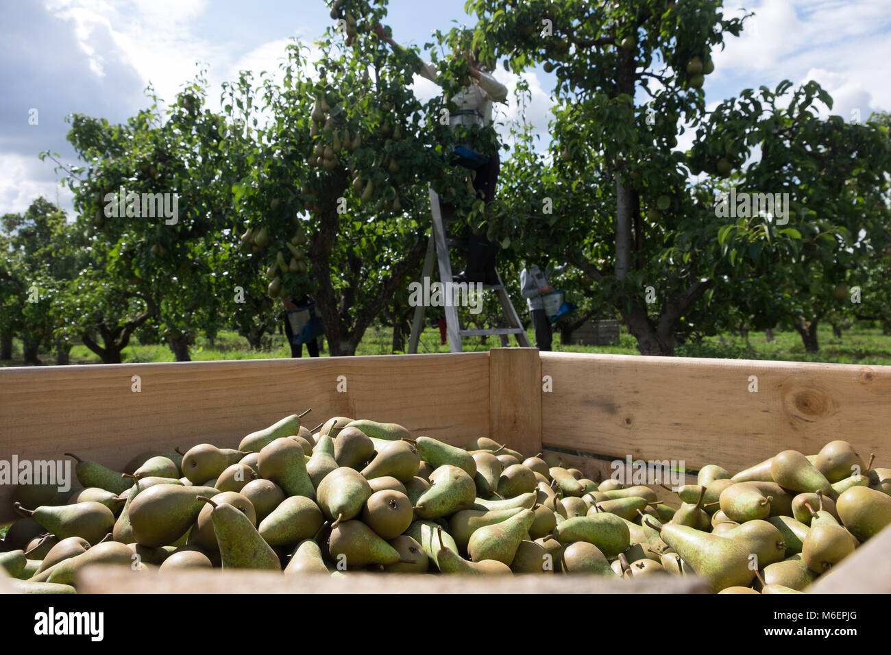 Des caisses en bois de poires d'arbres fruitiers dans l'arrière-plan pendant la récolte Banque D'Images