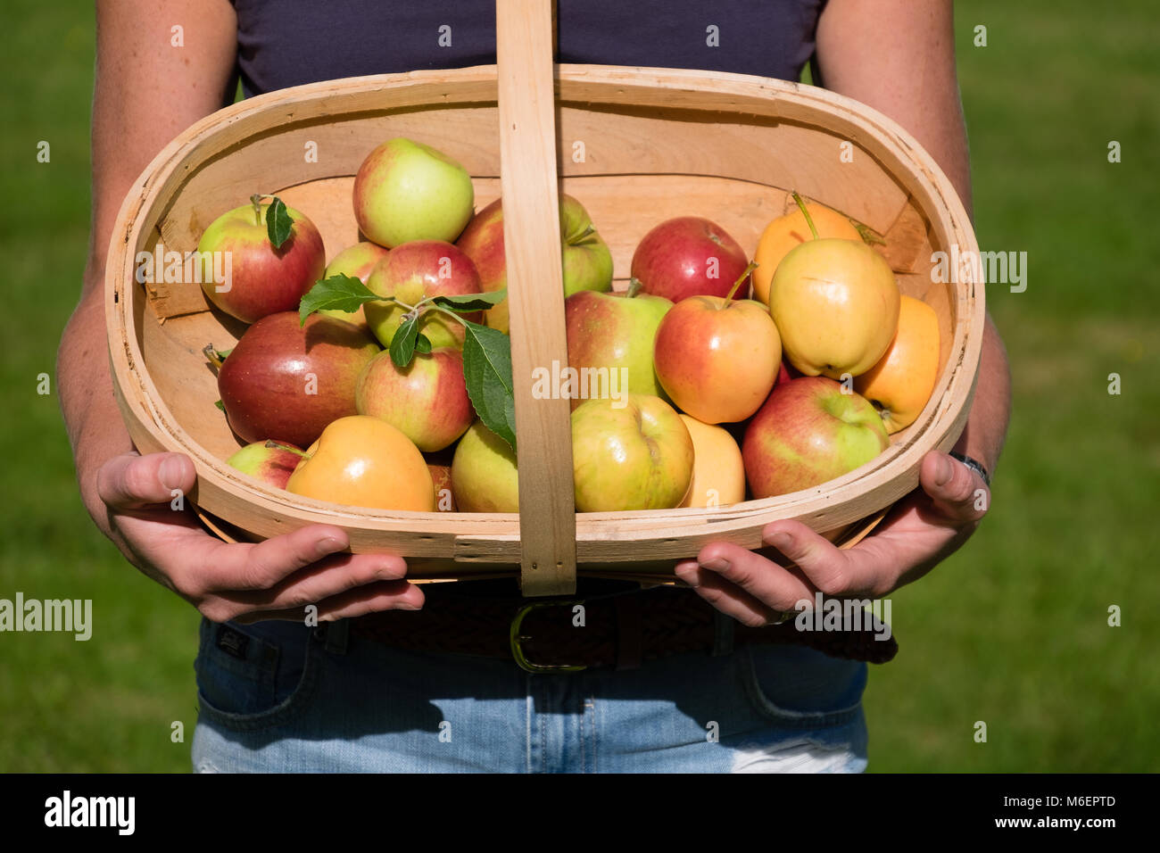 Holding basket full of apples Banque D'Images