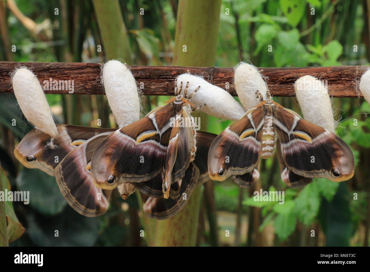 Les cocons de papillons à côté Banque D'Images
