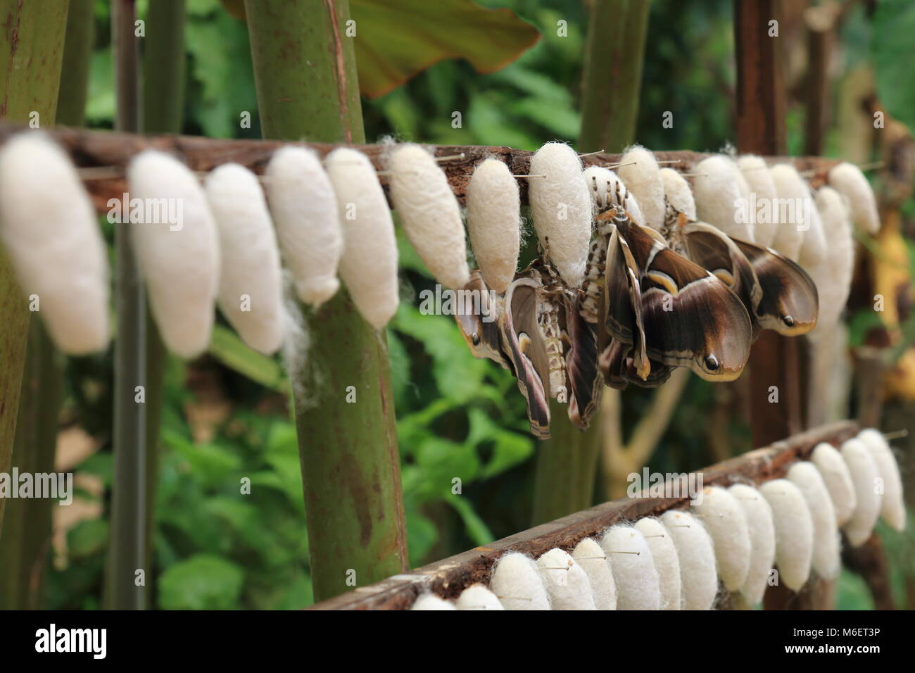 Les cocons de papillons à côté Banque D'Images