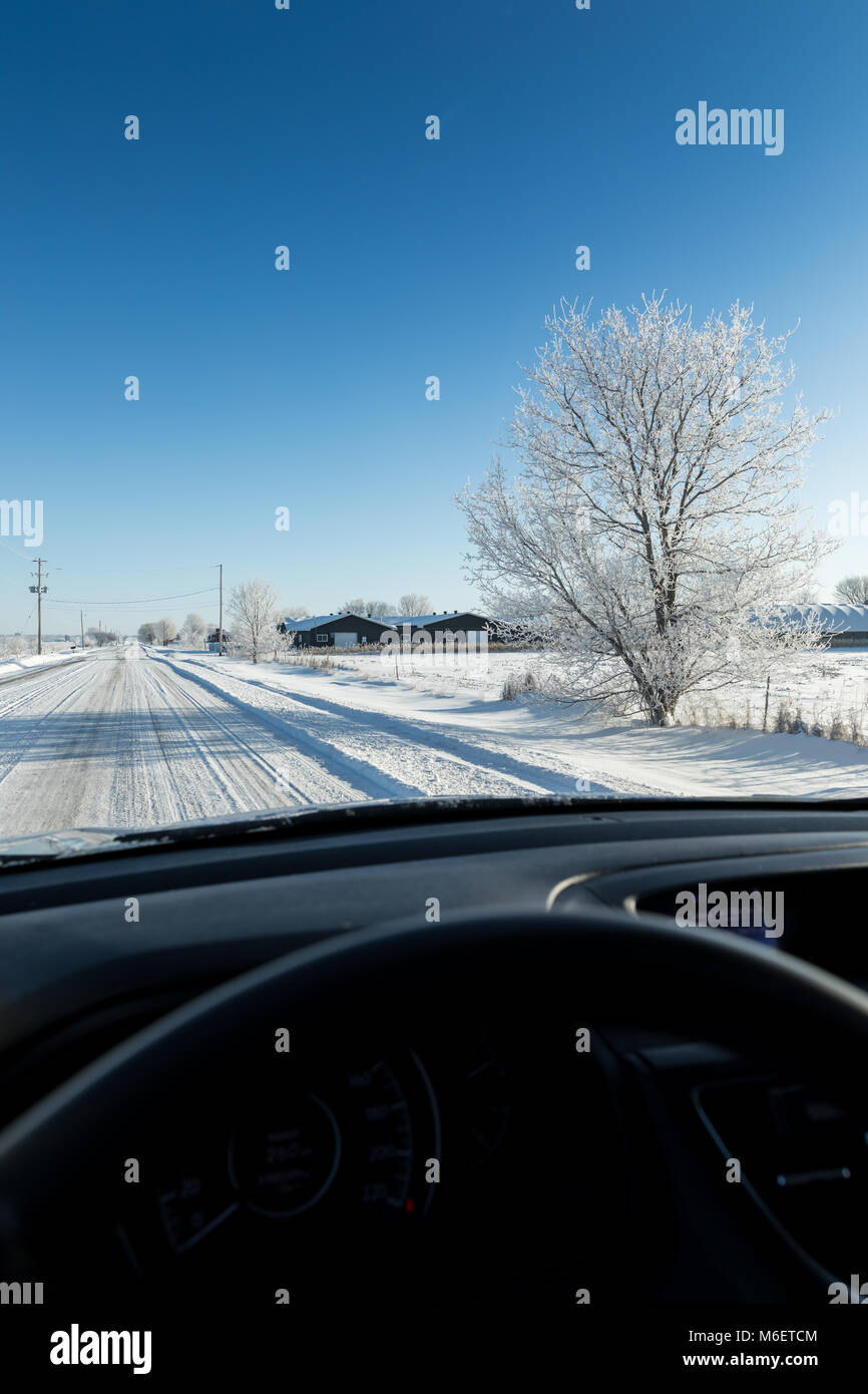 Arbre branches hiver gelé Banque D'Images