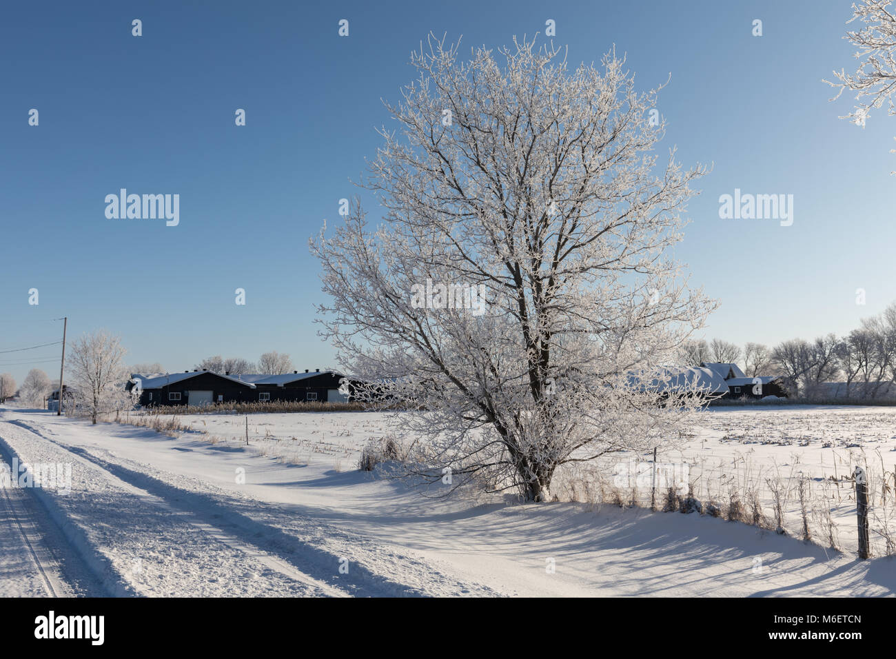 Arbre branches hiver gelé Banque D'Images