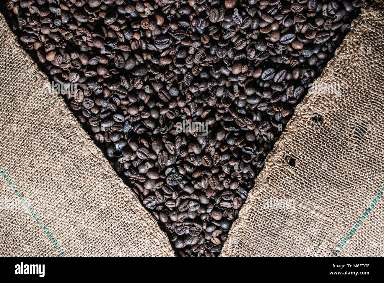 Les grains de café torréfié frais prêt pour la meuleuse Banque D'Images