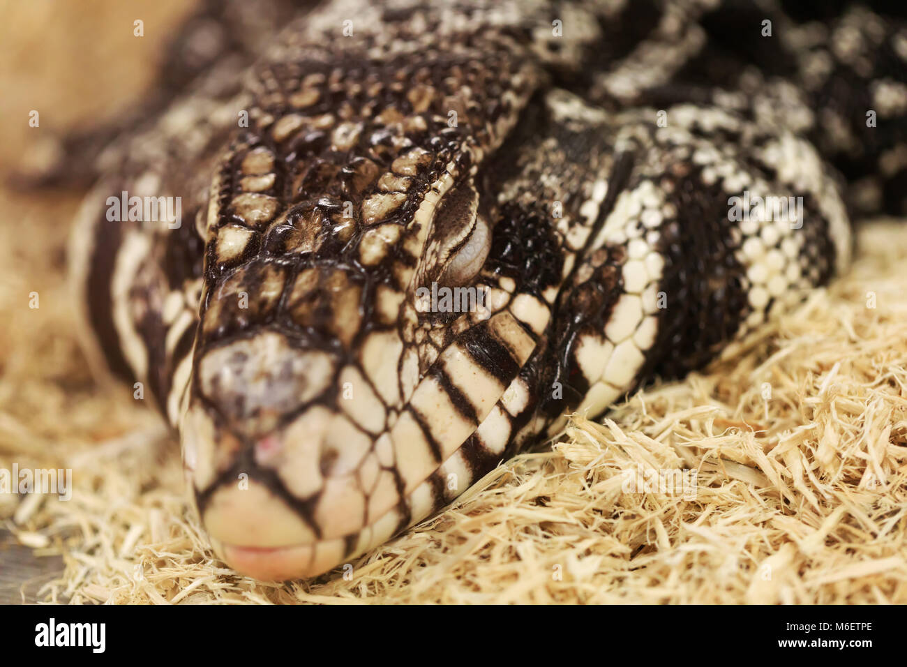 Le temps de sommeil en tégu adultes, close-up portrait. Tégu noir et blanc, appelé aussi Salvatot merianae ou Argentine tégu géant. Reptiles intelligents haut. Banque D'Images