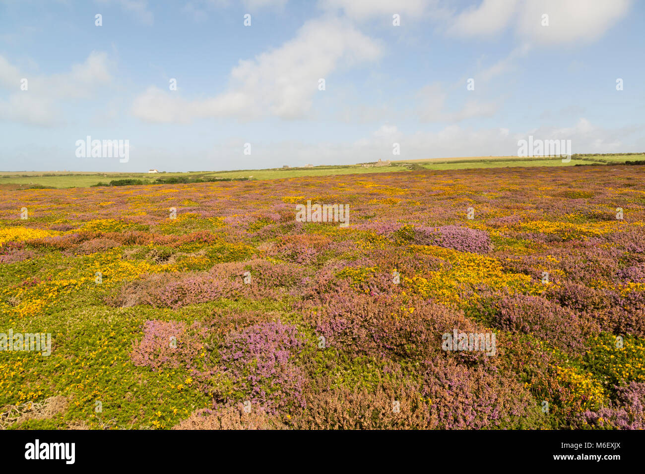La bruyère et l'ajonc près de West Cornwall Pendower Cove dans Banque D'Images
