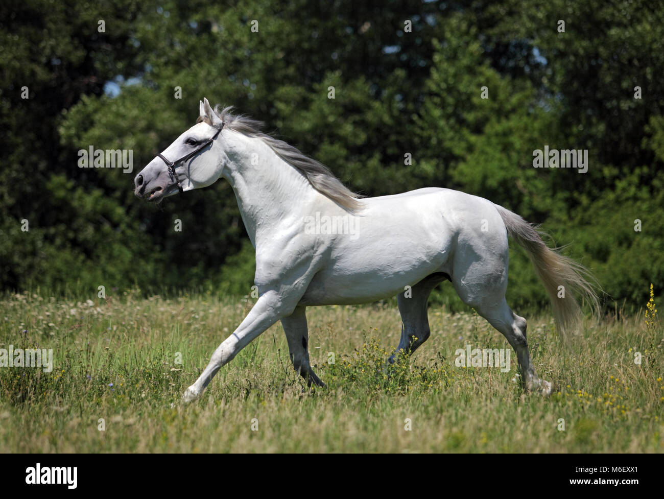 Cheval Andalou Cheval Blanc Galopant Sur Un Pre Photo Stock Alamy Cheval Andalou Cheval Blanc Galopant Sur Un Pre Photo Stock Alamy