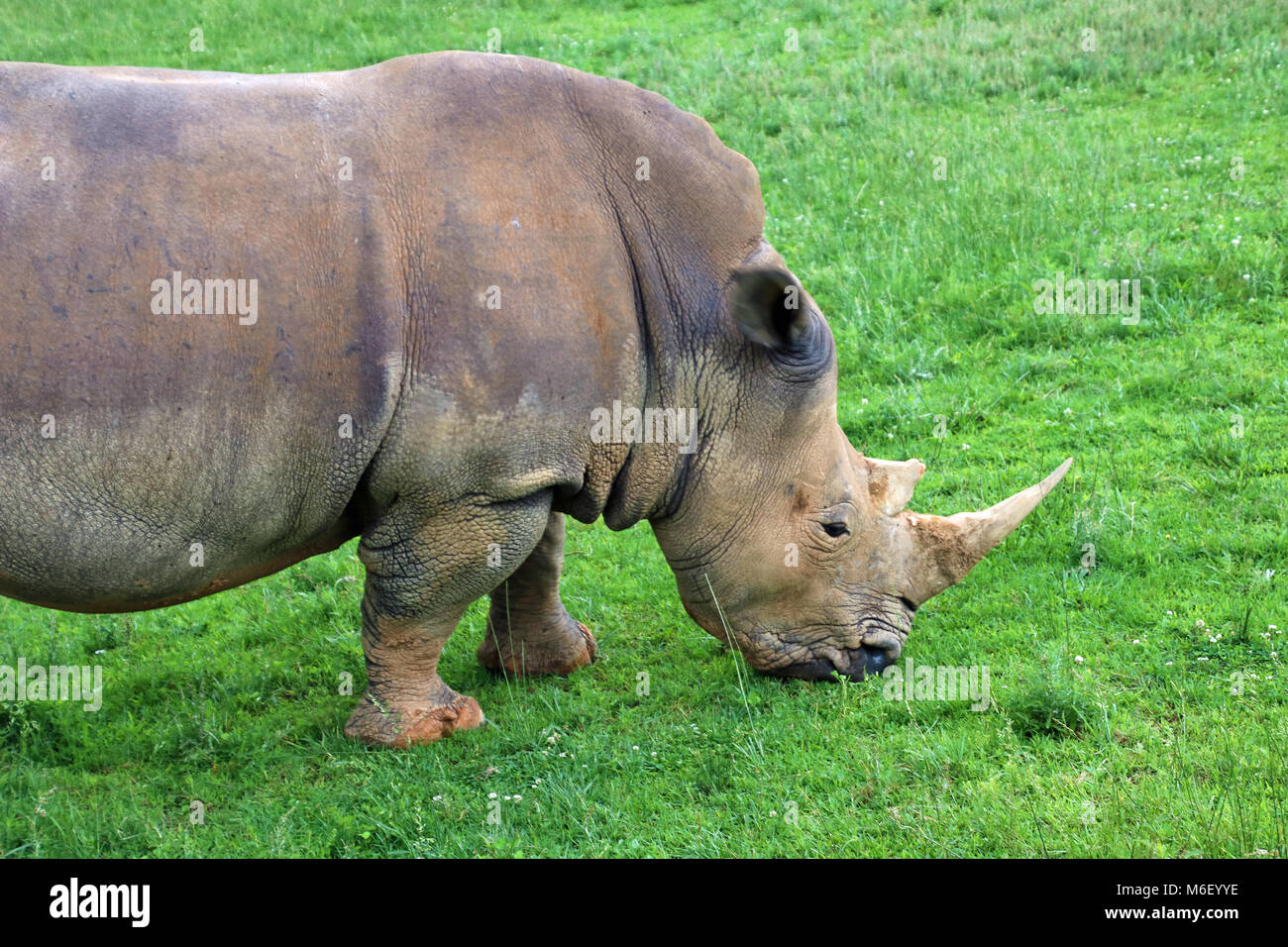 Les rhinocéros au Zoo de Caroline du Nord Banque D'Images